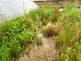 Toiture plate à rétention d'eau végétalisée — Victoria & Albert Museum de Londres — © greeninfrastructureconsultancy.com