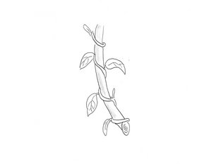Plante volubile — © Vincent Louwette Plante volubile — © Vincent Louwette