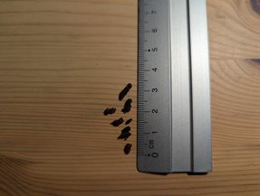 Guano de petite espèce de chauves-souris (Pipistrelle...) — © Romain Bruffaerts