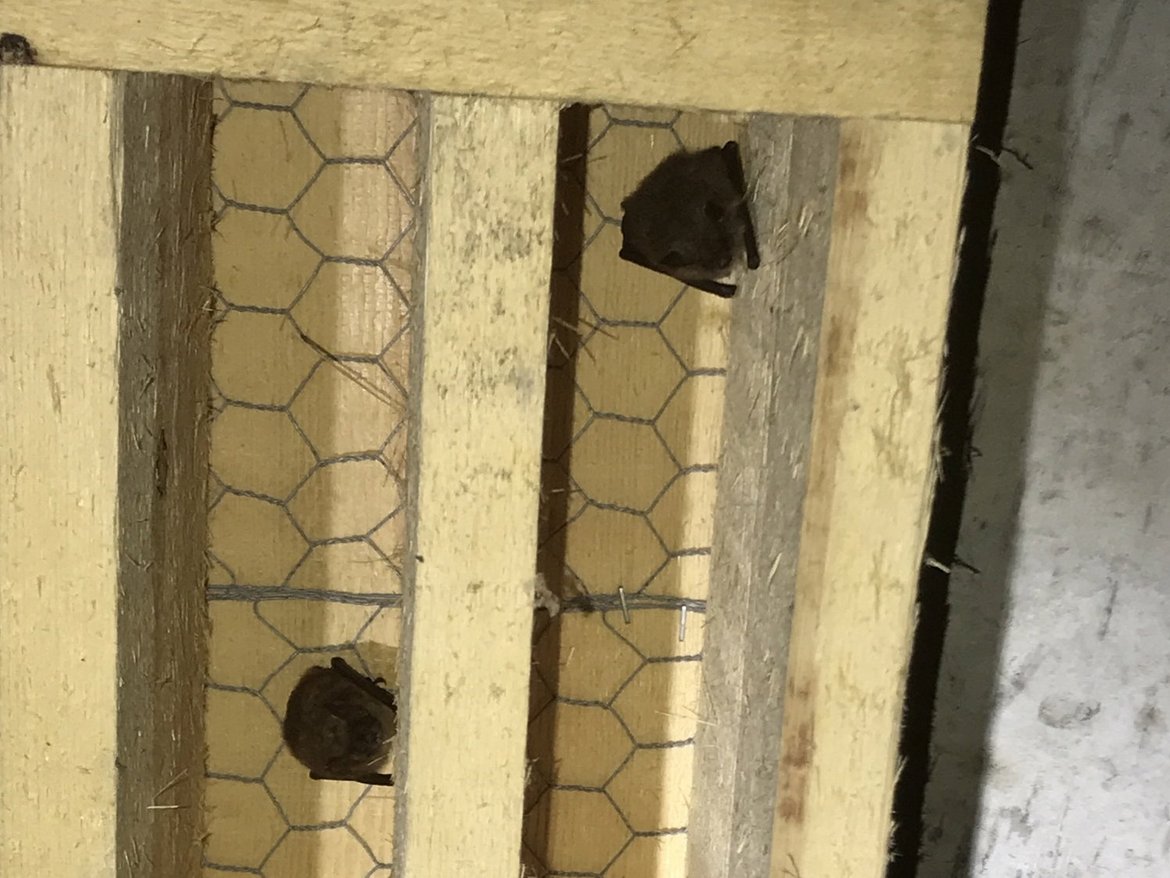 Microgîte en bois occupé par des chauves-souris © Didier Samyn