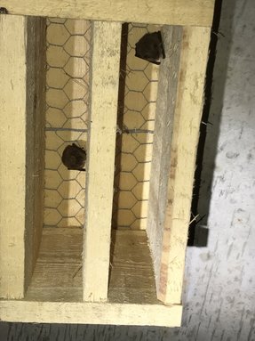 Microgîte en bois occupé par des chauves-souris © Didier Samyn