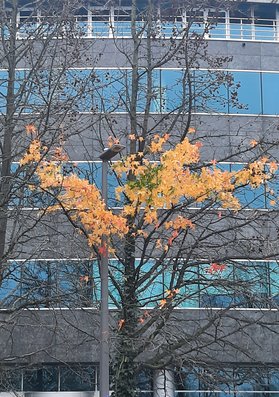 La présence du luminaire retarde le chutes des feuilles. — 14.12.2025 © Julia Luxen