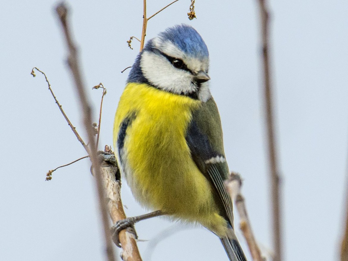 Mésange bleue © Pierre Pigeon