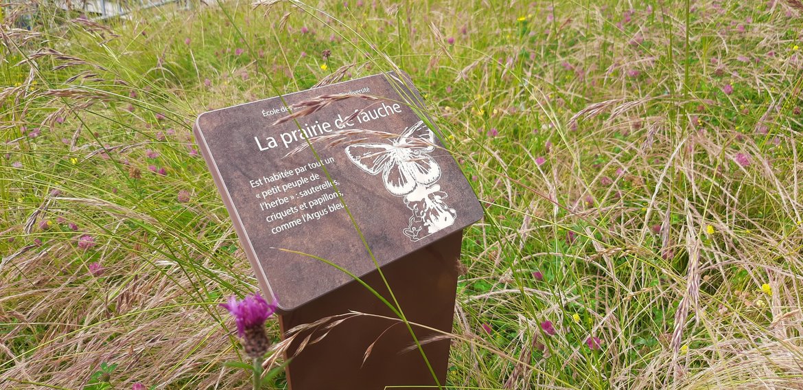 Toiture végétalisée — Prairie de fauche — École de la biodiversité à Boulogne Billancourt — © Julia Luxen