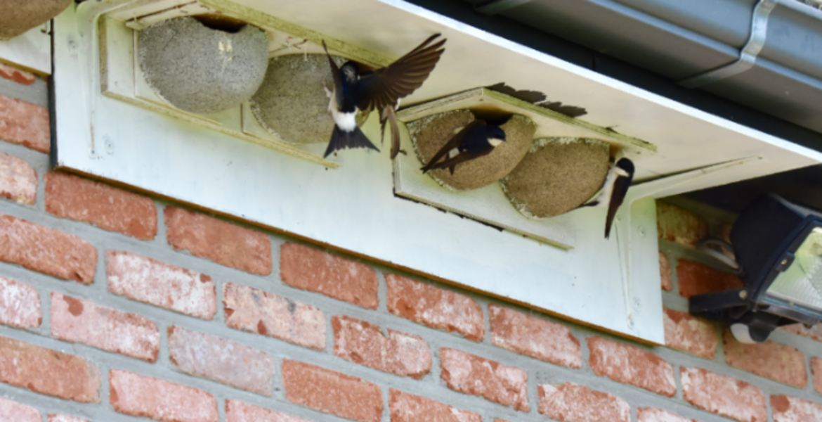 Planchette blanche au-dessus des nids pour créer un angle droit sous le débord de toiture avec gouttière — © Charles Carels