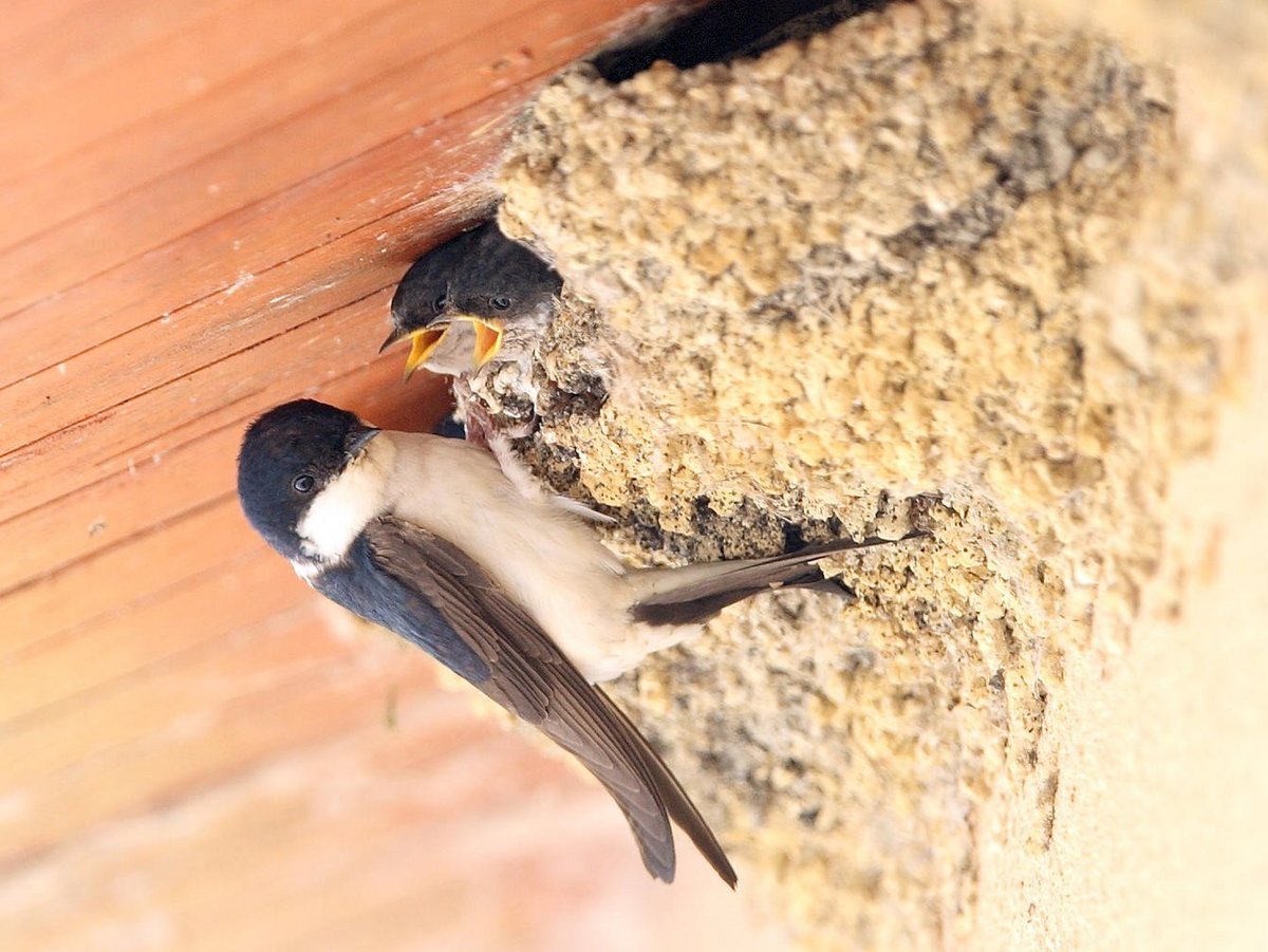 Hirondelle de fenêtre Biodiversité dans le bâti — free download