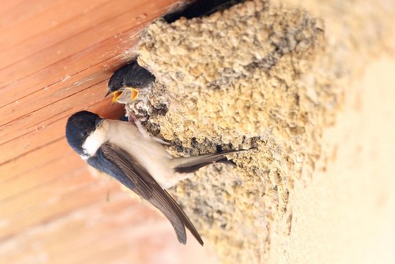 Nourrissage de la couvée par une Hirondelle de fenêtre — © Jean-Marie Poncelet