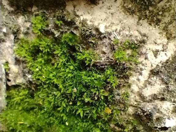 Mousses et lichens sur un mur © Murielle Skelton