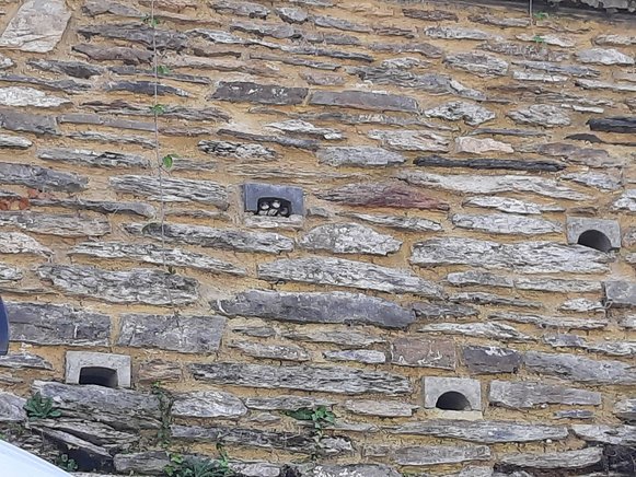 Intégration de cavités pour Hirondelle rustique dans un mur en pierre à Bouillon — © Julia Luxen