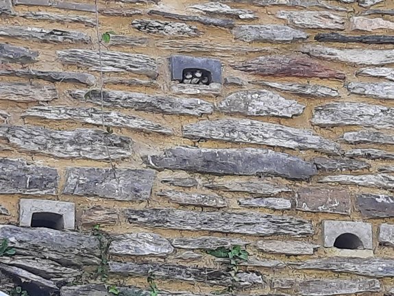 Intégration de cavités pour Hirondelle rustique dans un mur en pierre à Bouillon — © Julia Luxen