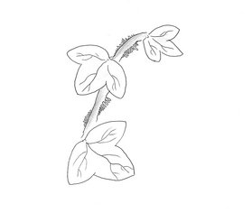 Plante radicante — © Vincent Louwette Plante radicante — © Vincent Louwette