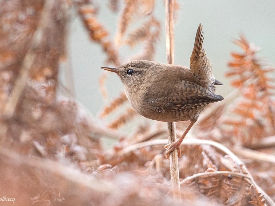 Troglodyte mignon — © Laurent Malbrecq