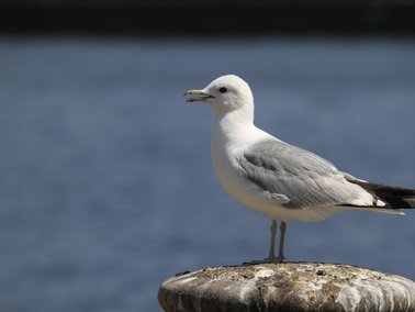 Goéland cendré — © Louis Bronne