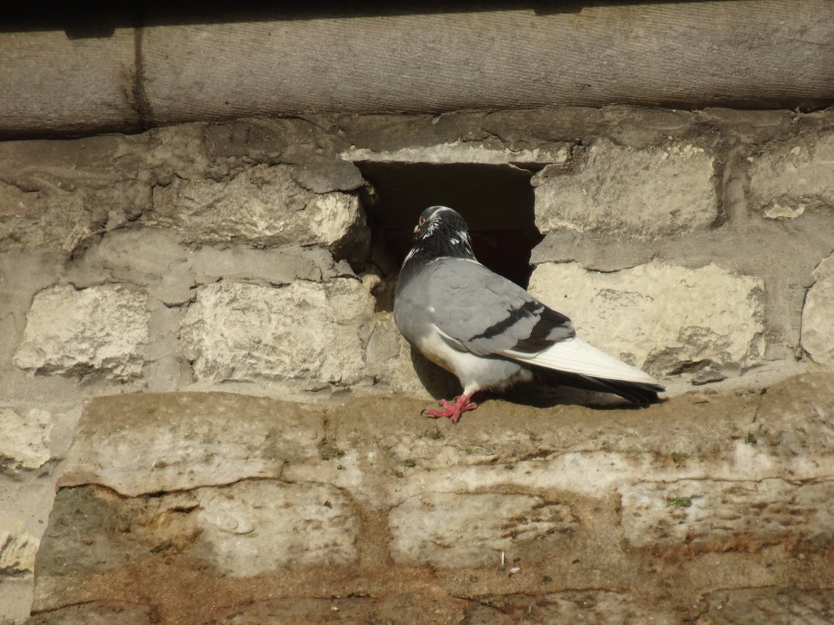 Pigeon devant un trou de boulin — © Martine Wauters
