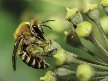 Abeille sur fleurs de lierre © Nicolas Vereecken