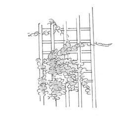 Palissade pour plante grimpante — © Vincent Louwette Palissade pour plante grimpante — © Vincent Louwette
