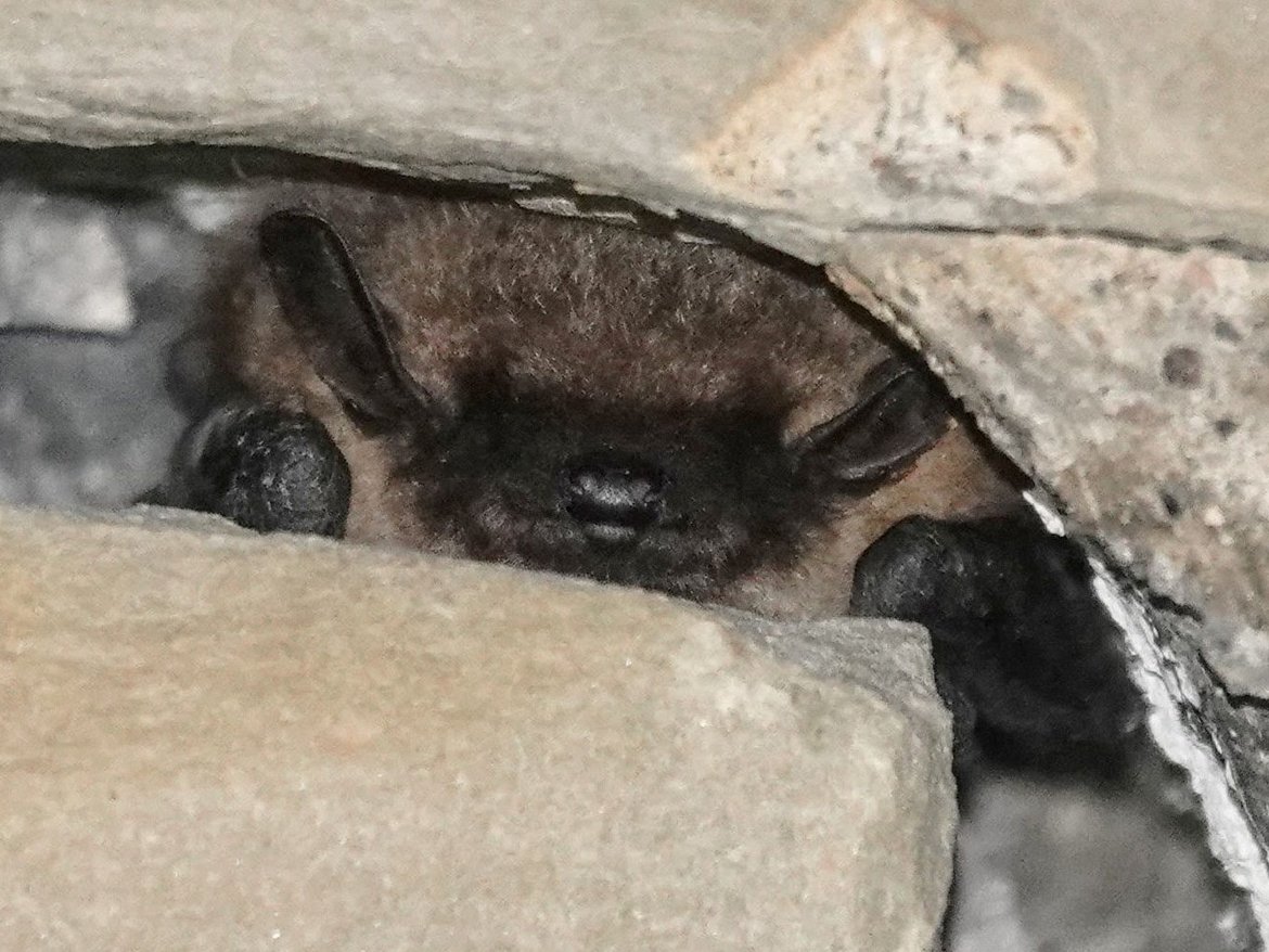 Chauve-souris dans un interstice d'un mur en béton © Quentin Smits
