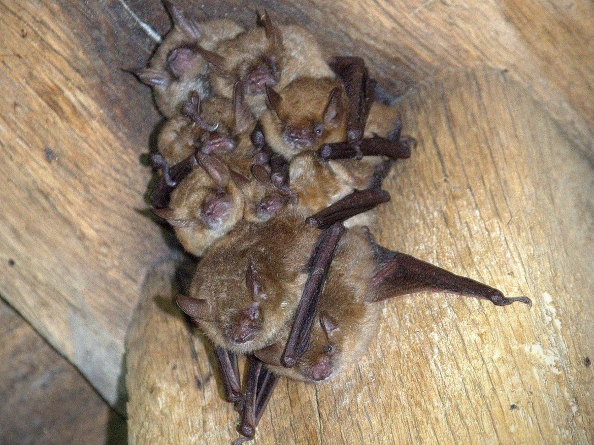 Chauves-souris dans une charpente en bois — © Quentin Smits