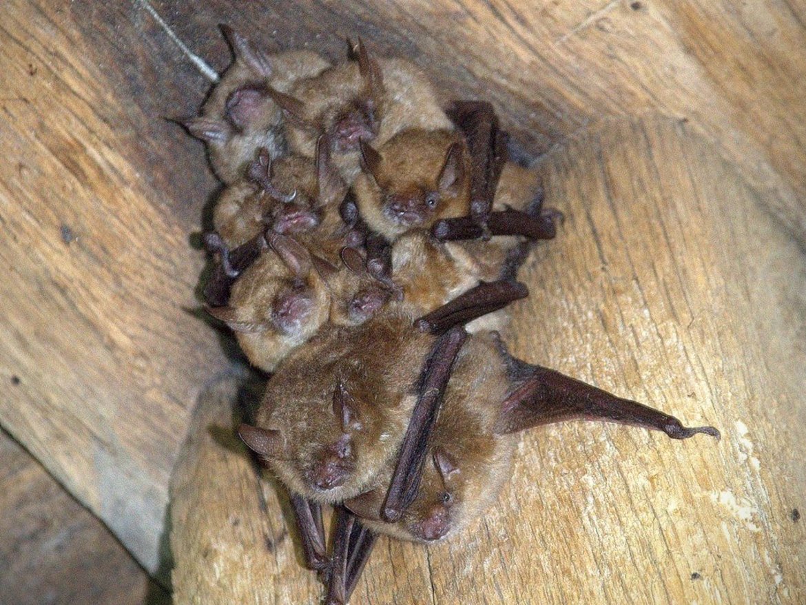 Chauves-souris dans une charpente en bois — © Quentin Smits