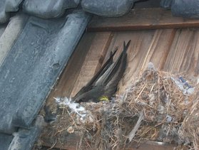 Nid de Martinet occupé derrière une tuile — © Margriet de Hooge