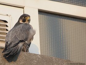 Faucon pèlerin posé sur un rebord de bâtiment — © Roland François