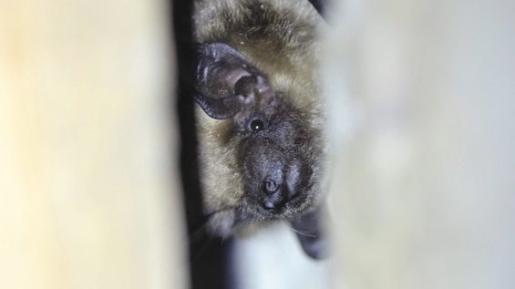 Chauve-souris réfugiée dans une cavité — © Quentin Smits
