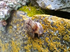 Soucoupe commune sur muret couvert de lichen © Murielle Skelton