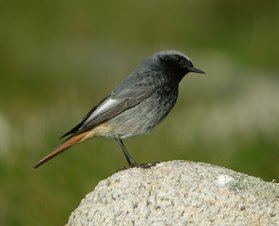 Rougequeue noir mâle — © Aurélien Audevard