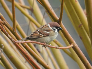 Moineau friquet © Rudi Dujardin