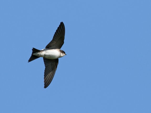 Hirondelle de fenêtre en vol - © René Dumoulin