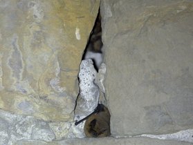 Chauves-souris dans le joint creu d'un mur en pierre - © Quentin Smits
