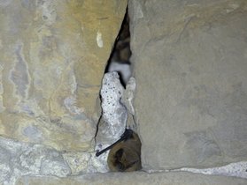 Chauves-souris dans le joint creu d'un mur en pierre - © Quentin Smits