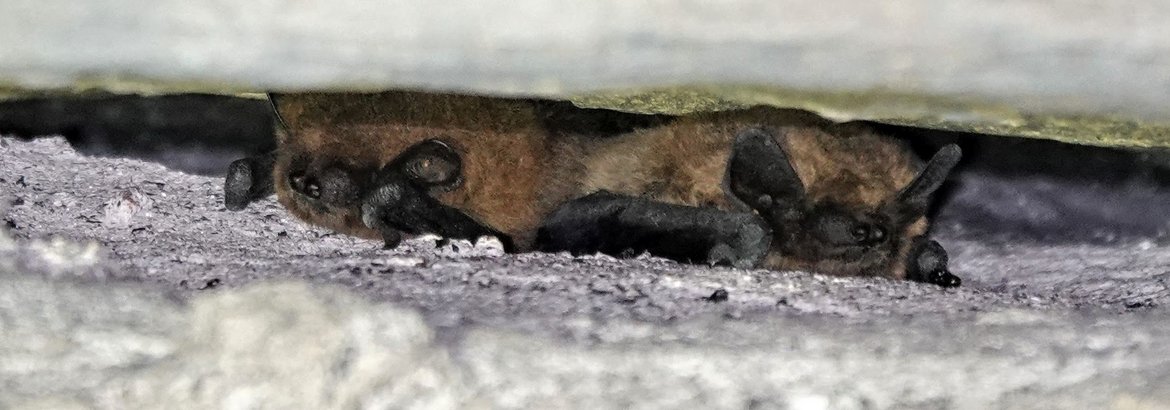 Chauves-souris dans une cavité d'un mur en béton — © Quentin Smits