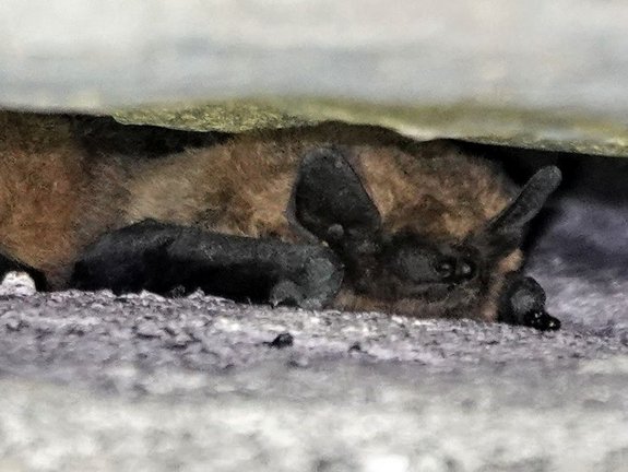 Chauves-souris dans une paroi — © Quentin Smits Chauves-souris dans une paroi — © Quentin Smits