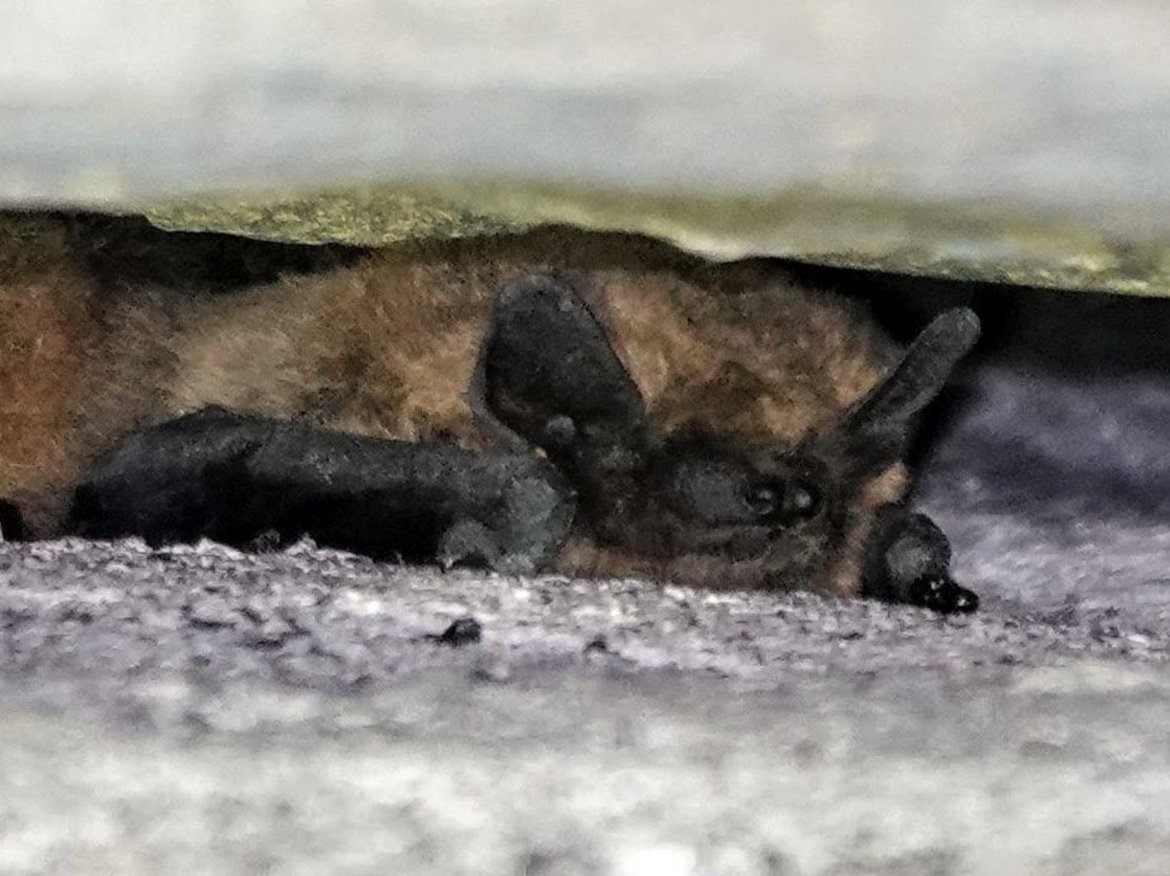 Chauves-souris dans une paroi — © Quentin Smits