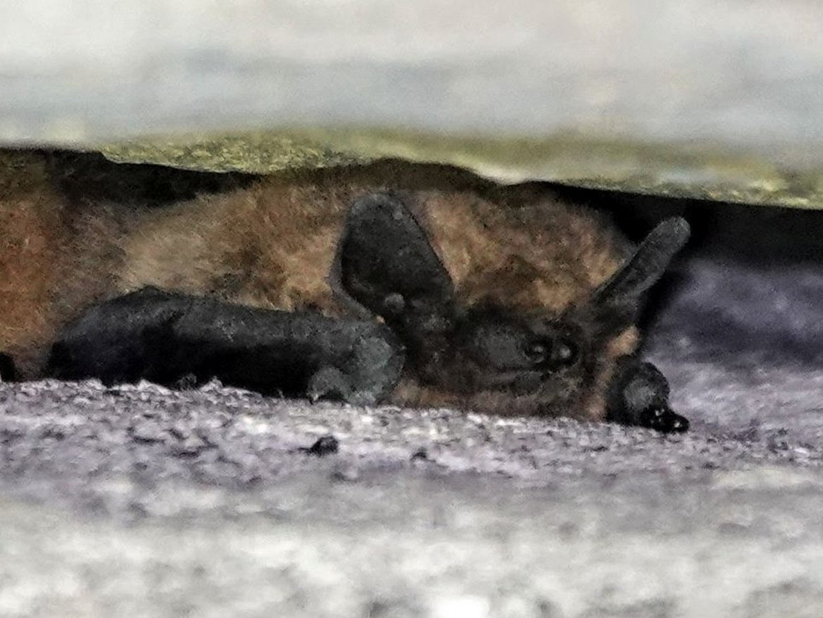 Chauves-souris dans une paroi — © Quentin Smits Chauves-souris dans une paroi — © Quentin Smits