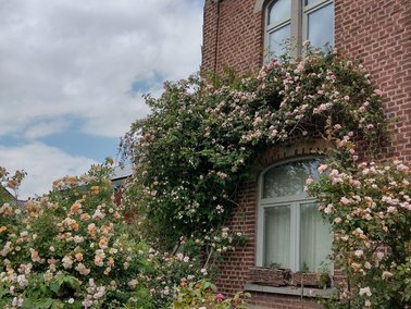 Rosier grimpant © Murielle Skelton