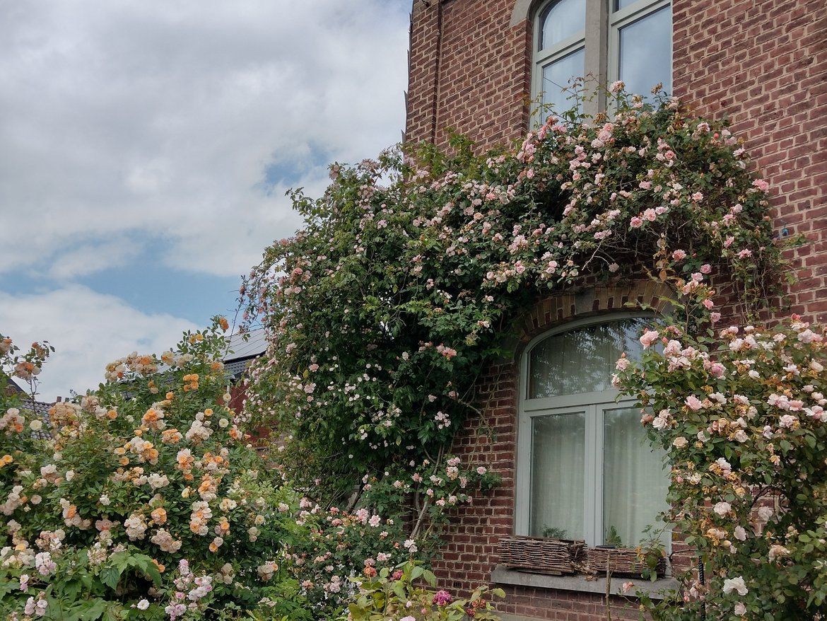 Rosier grimpant © Murielle Skelton