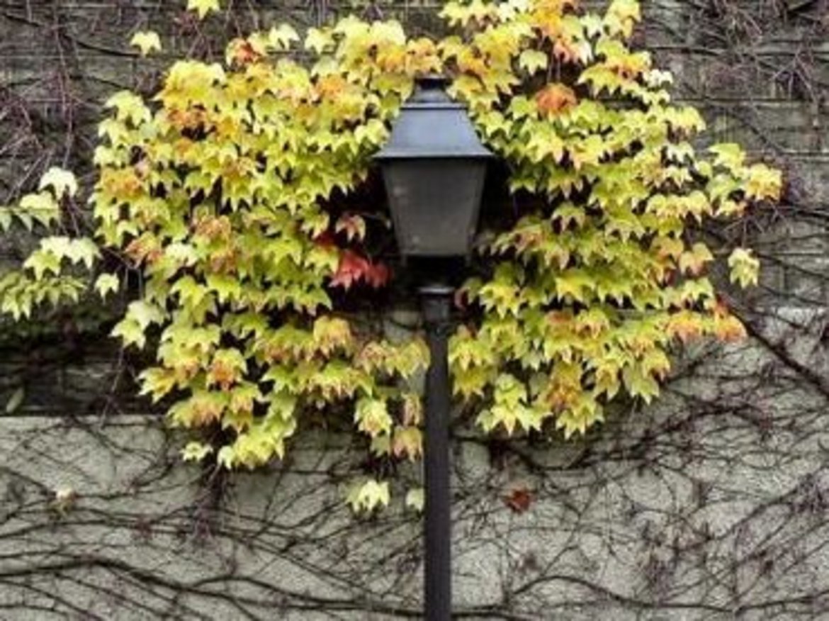 Éclairage problématique — Feuilles qui arrivent trop tôt — © ASCEN