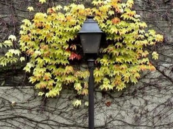 Éclairage problématique — Feuilles qui arrivent trop tôt — © ASCEN