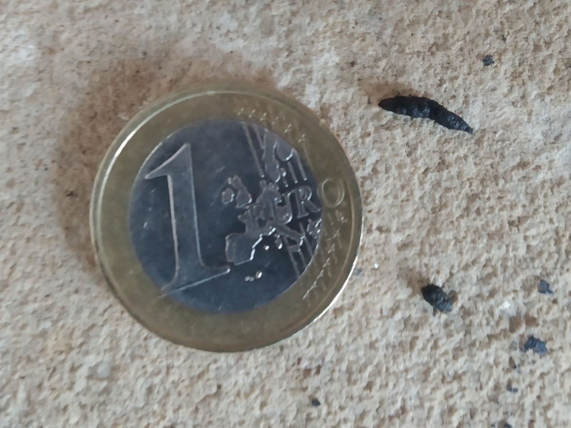 Guano de petite espèce de chauves-souris (Pipistrelle...) — © Julia Luxen