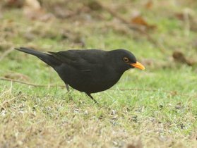 Merle noir mâle — © Anoitne Derouaux