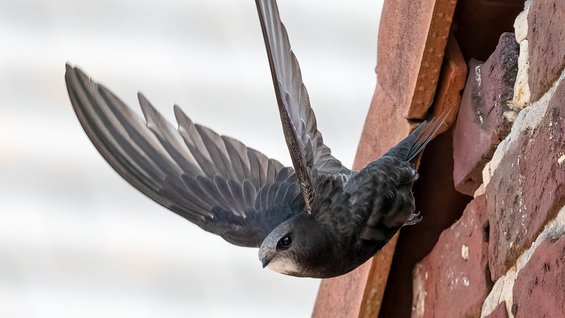 Martinet noir (Apus apus) s'élançant de son nid — © Marc Van Daele Meulebeke