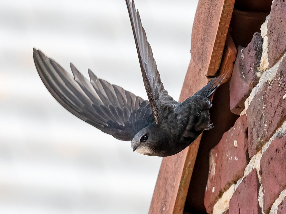 Martinet noir (Apus apus) s'élançant de son nid — © Marc Van Daele Meulebeke