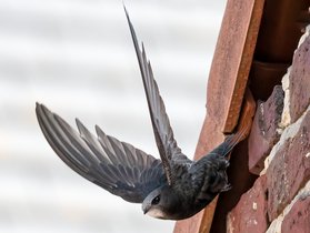 Martinet noir (Apus apus) s'élançant de son nid — © Marc Van Daele Meulebeke