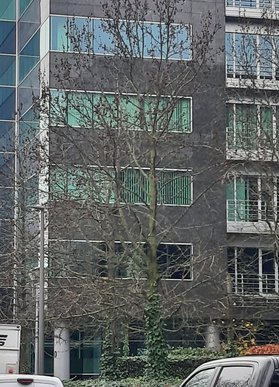 Les arbres qui ne sont pas soumis à la pollution lumineuse ont perdu leurs feuilles. — 14.12.2025 © Julia Luxen