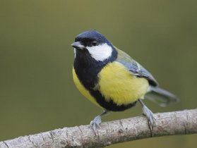 Mésange charbonnière — © Laurent Rouschmeyer