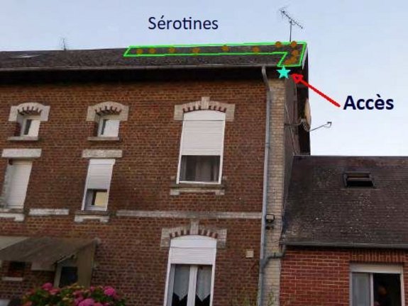 Combles occupés par des Sérotines — © Picardie Nature