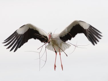 Cigogne blanche en vol © Laurent Rouschmeyer