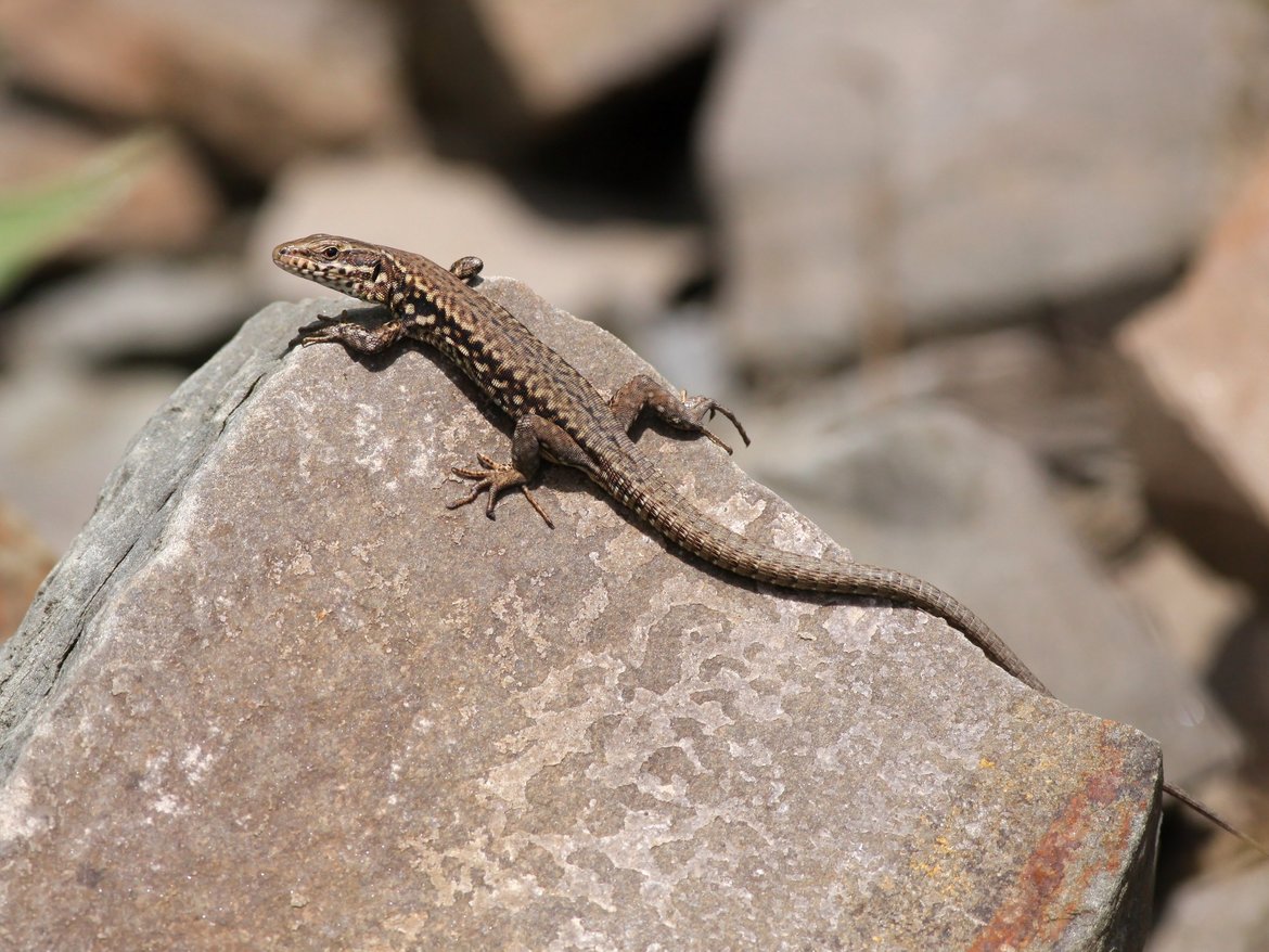 Lézard des murailles se dorant au soleil sur une pierre © René Dumoulin